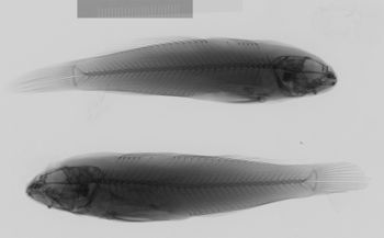 Media type: image;   Ichthyology 41952 Description: xray;  Aspect: lateral